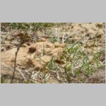 Nomada lathburiana - Wespenbiene 05 - Sandgrube Niedringhaussee.jpg